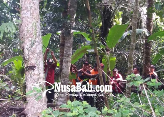 Nusabali.com - bpbd-gencar-tebang-pohon-rawan-tumbang