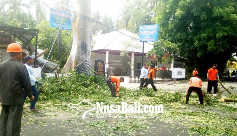 www.nusabali.com-eksekusi-pohon-rawan-bencana-terhambat-ukuran