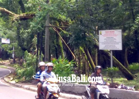 Nusabali.com - pohon-hutan-kota-rawan-tumbang