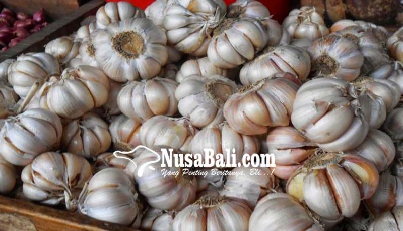www.nusabali.com-dinas-pertanian-bangli-kembangkan-kesuna