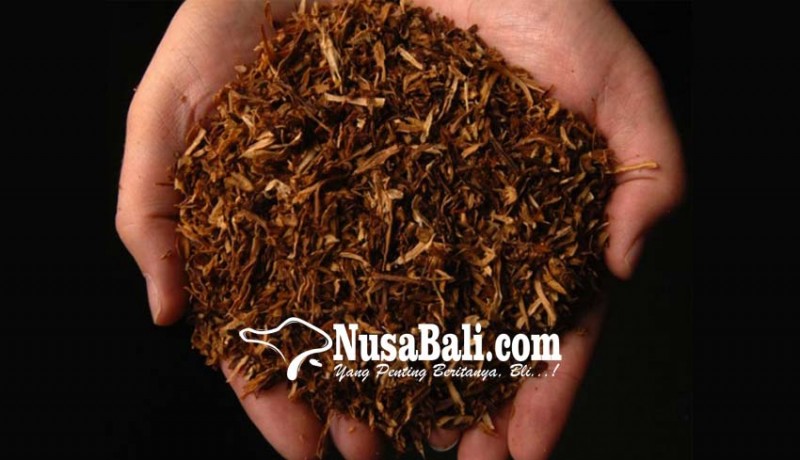 www.nusabali.com-pembatasan-impor-tembakau-dikaji