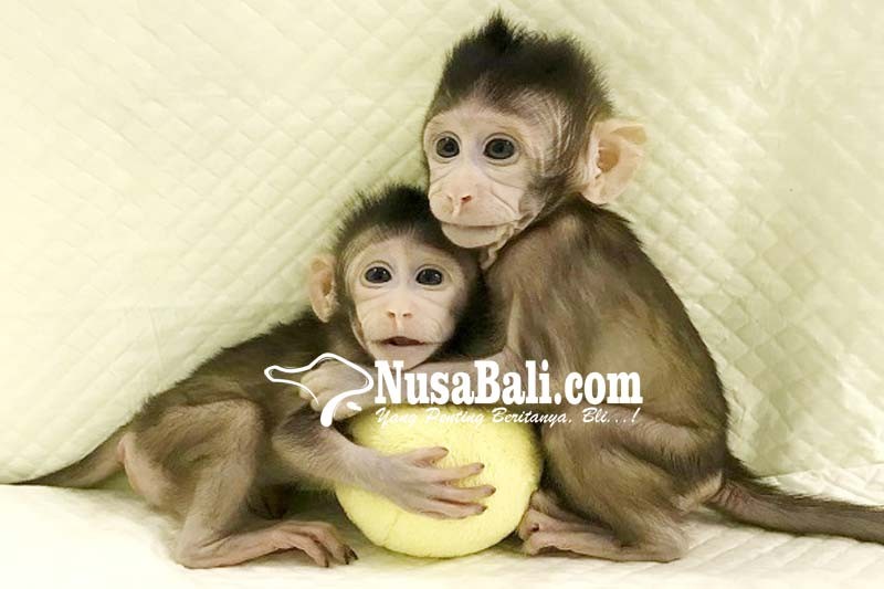 www.nusabali.com-china-berhasil-kloning-monyet