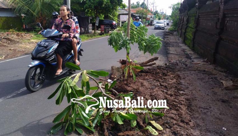 www.nusabali.com-jalan-rusak-tergerus-banjir-ditanami-pohon