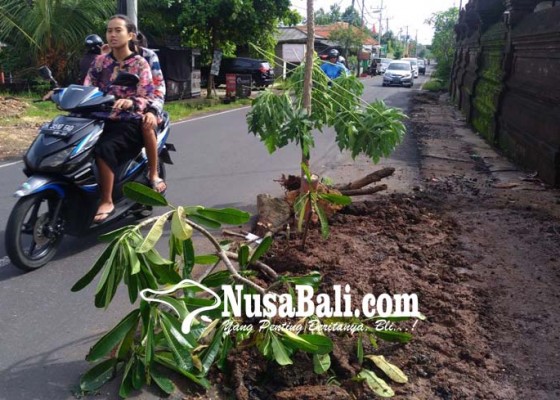 Nusabali.com - jalan-rusak-tergerus-banjir-ditanami-pohon