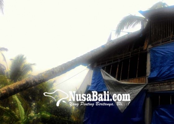 Nusabali.com - angin-kencang-kandang-ayam-dan-rumah-tertimpa-pohon