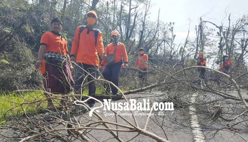 www.nusabali.com-jalur-pasar-agung-tertutup-pohon-tumbang