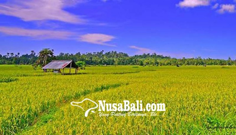 www.nusabali.com-musim-hujan-69-hektare-tanaman-padi-diserang-penyakit