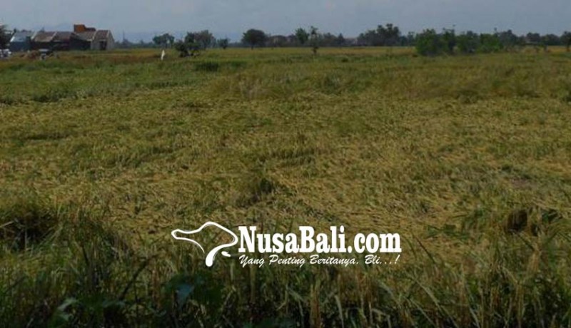www.nusabali.com-kerusakan-lahan-pertanian-meluas