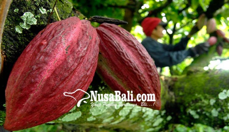 www.nusabali.com-peremajaan-kakao-siapkan-bantuan-6500-bibit-unggulan