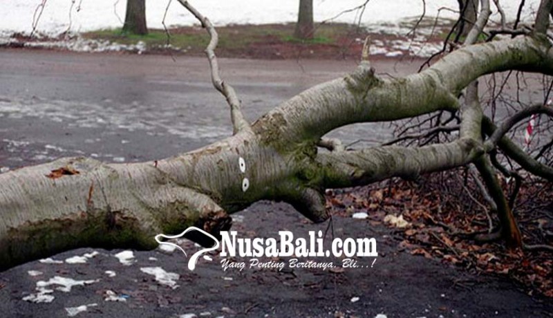 www.nusabali.com-saat-mandi-irt-tewas-tertimpa-pohon-kelapa