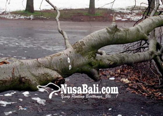 Nusabali.com - saat-mandi-irt-tewas-tertimpa-pohon-kelapa