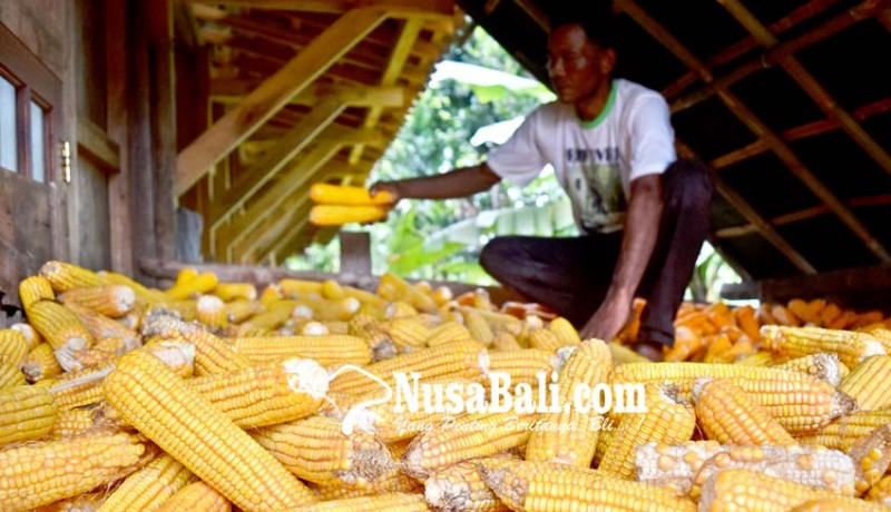 www.nusabali.com-171600-ton-jagung-impor-segera-masuk-indonesia