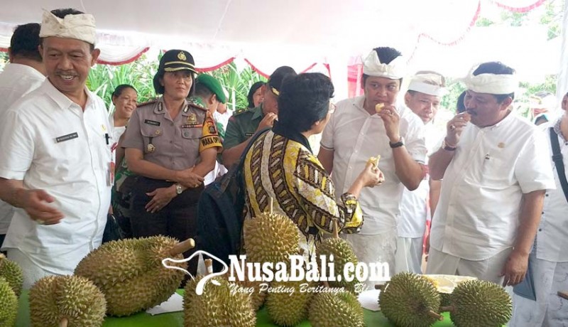www.nusabali.com-tertibkan-pedagang-buah-musiman-pemkab-jembrana-gelar-festival-durian