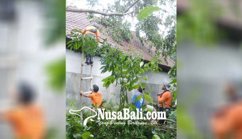 www.nusabali.com-bale-gong-pura-paibon-pasek-tertimpa-pohon-tumbang