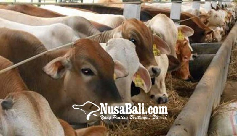 www.nusabali.com-industri-diminta-bantu-tingkatkan-populasi-sapi
