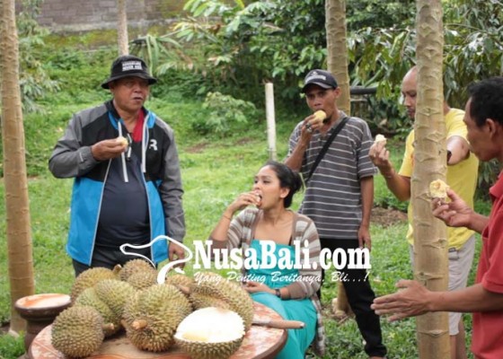 Nusabali.com - festival-makan-durian-digelar-di-desa-tajun