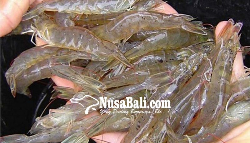 www.nusabali.com-ikan-dan-udang-dominasi-ekspor-bali