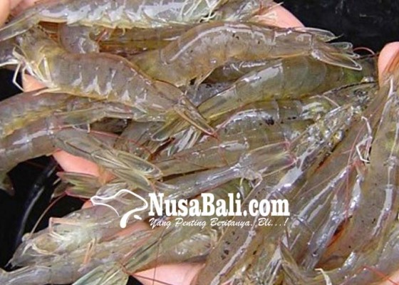 Nusabali.com - ikan-dan-udang-dominasi-ekspor-bali