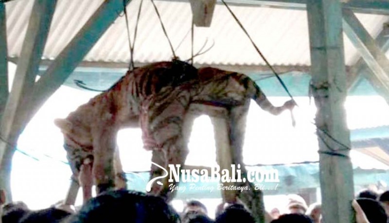 www.nusabali.com-bangkai-harimau-digantung-jadi-tontonan