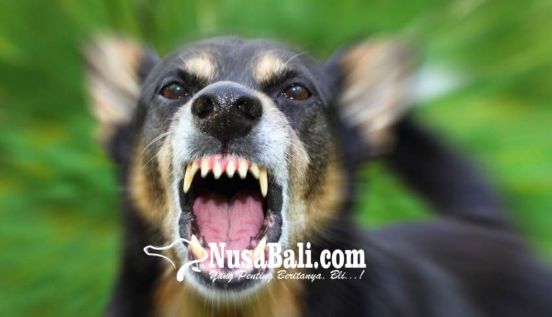 www.nusabali.com-sterilisasi-berlanjut-anjing-jantan-dikebiri