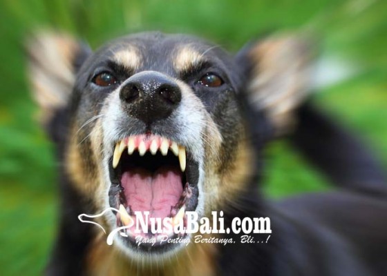 Nusabali.com - sterilisasi-berlanjut-anjing-jantan-dikebiri