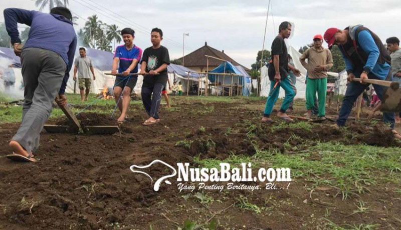 www.nusabali.com-pengungsi-buat-lapangan-voli