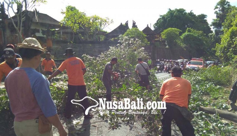 www.nusabali.com-rawan-tumbang-pohon-di-goa-jepang-dipotong
