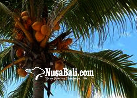 Nusabali.com - anggota-dewan-keluhkan-penanaman-kelapa-di-bahu-jalan