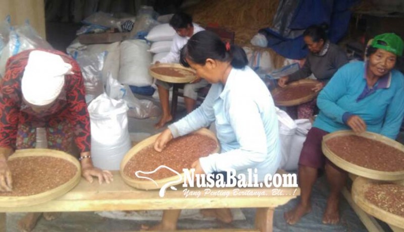 www.nusabali.com-petani-tabanan-kewalahan-penuhi-ekspor-beras-merah