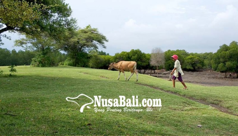 www.nusabali.com-karang-sewu-jadi-tempat-menggembalakan-sapi