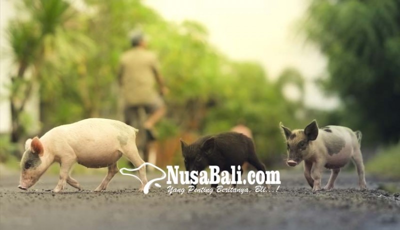 www.nusabali.com-populasi-babi-di-klungkung-31041-ekor
