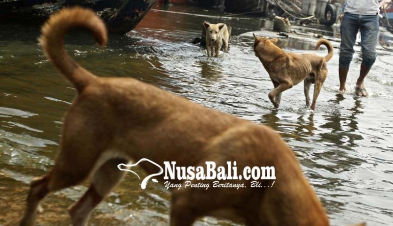 www.nusabali.com-peracun-anjing-untuk-sate-rw-ditangkap-warga