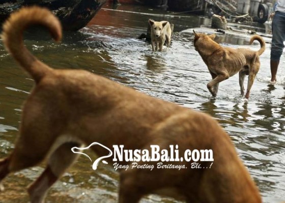 Nusabali.com - peracun-anjing-untuk-sate-rw-ditangkap-warga
