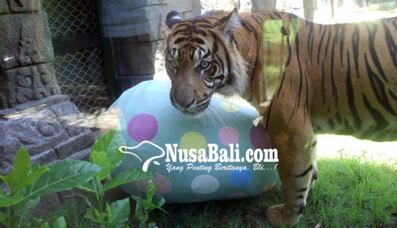 www.nusabali.com-peringati-paskah-harimau-berburu-telur