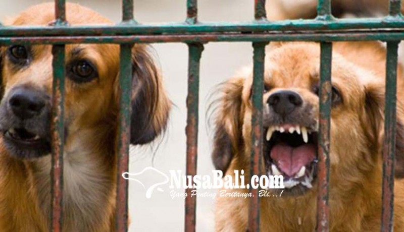 www.nusabali.com-8-warga-bangli-tergigit-anjing-positif-rabies