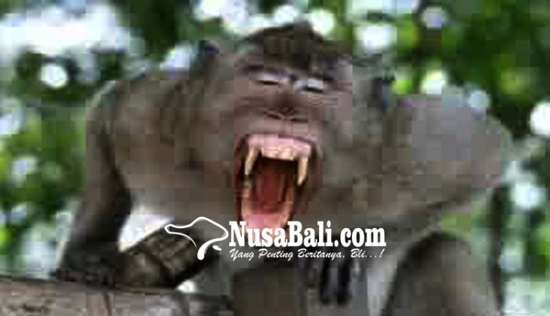 www.nusabali.com-tragis-bayi-tewas-diculik-monyet