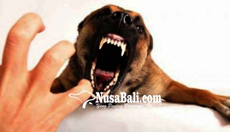 www.nusabali.com-anjing-rabies-gigit-6-warga