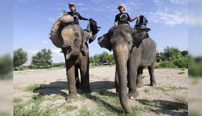 www.nusabali.com-dua-gajah-dilibatkan-bersihkan-pantai-mertasari