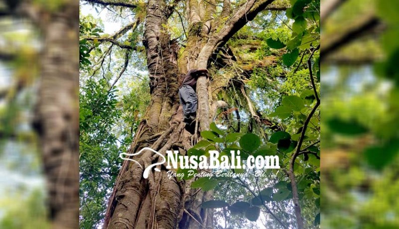 www.nusabali.com-populasi-anggrek-vanda-dikembalikan-ke-hutan-jati