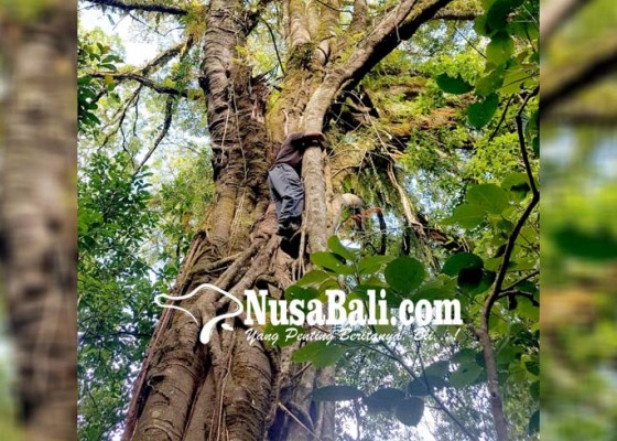 Nusabali.com - populasi-anggrek-vanda-dikembalikan-ke-hutan-jati