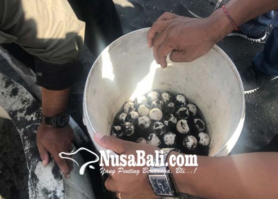 Nusabali.com - polisi-amankan-45-telur-penyu