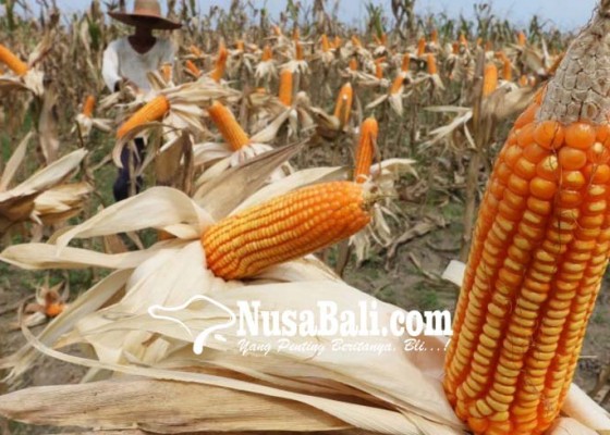 Nusabali.com - kominfosandi-buleleng-bentuk-kim-petani-jagung