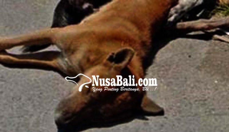 www.nusabali.com-peracun-anjing-divonis-hukuman-percobaan