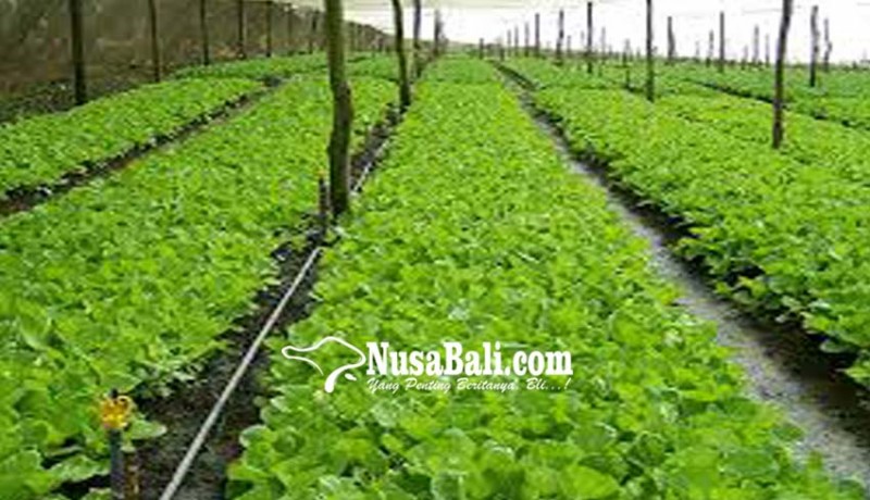 www.nusabali.com-standarisasi-alasan-hortikultura-luar-masuk-bali