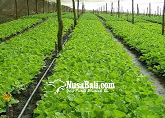 Nusabali.com - standarisasi-alasan-hortikultura-luar-masuk-bali