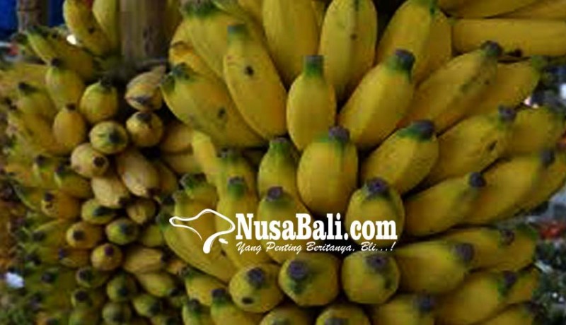 www.nusabali.com-desa-pemuteran-dan-pejarakan-kembangkan-pisang-organik