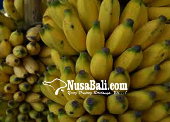 Nusabali.com - desa-pemuteran-dan-pejarakan-kembangkan-pisang-organik