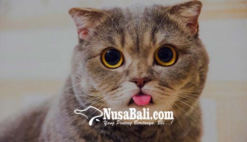 www.nusabali.com-virus-radang-usus-serang-kucing