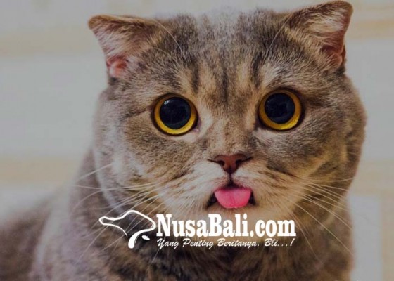 Nusabali.com - virus-radang-usus-serang-kucing