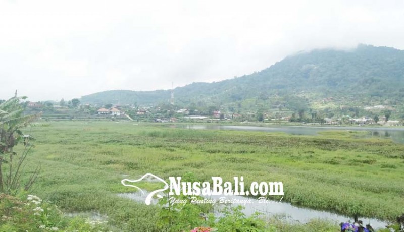 www.nusabali.com-petani-dapat-bantuan-bibit-stroberi
